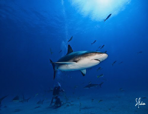 Reef Sharks everywhere as we wait and continue the lookou... by Steven Anderson 